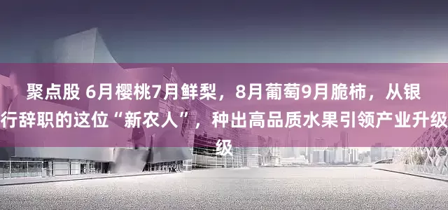 聚点股 6月樱桃7月鲜梨，8月葡萄9月脆柿，从银行辞职的这位“新农人”，种出高品质水果引领产业升级